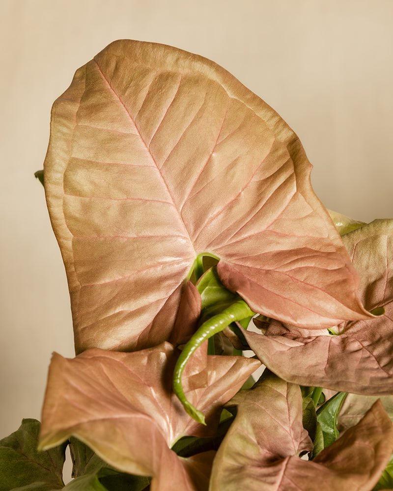Nahaufnahme einer Purpurtute „Red Heart“ (Syngonium podophyllum) mit großen, herzförmigen Blättern in einem gedämpften rosa-braunen Farbton. Im Hintergrund sind einige grüne Blätter vor einem schlichten, beigen Hintergrund zu sehen. Die Textur und die Adern der Blätter sind deutlich erkennbar.