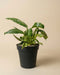 Ein Philodendron 'Jose Buono' - feey, eine auffallend grüne Pflanze mit bunten Blättern, steht in einem schwarzen Plastiktopf vor einem schlichten beigen Hintergrund.