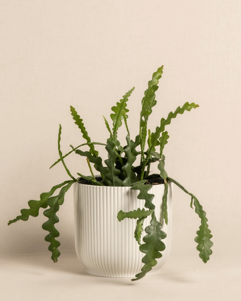 Ein Sägeblattkaktus (Epiphyllum anguliger) mit langen, gewellten grünen Blättern steht in einem weißen Keramiktopf. Der Topf hat eine gerippte Textur und der Hintergrund ist schlicht und hellbeige. Die Kaktusblätter haben ein einzigartiges, gezacktes Aussehen, das an einen Fischschwanz erinnert.