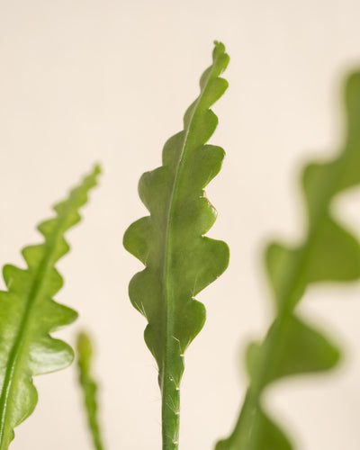 Nahaufnahme der grünen Stiele des Sägeblattkaktus mit Zickzack-Rändern auf beigem Hintergrund. Die Stiele des Epiphyllum anguliger sind gewellt und gezackt und weisen markante Kerben auf, die ein einzigartiges, gezacktes Muster erzeugen. Das Bild zeigt die leuchtend grüne Farbe und die detaillierte Textur der Pflanze.