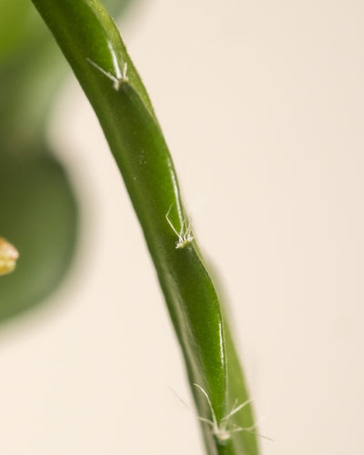 Nahaufnahme eines grünen Stiels eines Sägeblattkaktus, an dem sich winzige weiße Käfer festklammern. Der Hintergrund ist unscharf, was die Klarheit der Käfer und des Stiels betont.