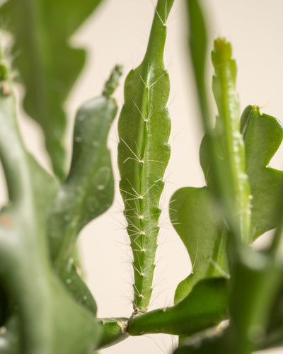 Nahaufnahme des grünen Sägeblattkaktus (Epiphyllum anguliger), der mehrere flache, längliche Segmente zeigt, die mit kleinen weißen Stacheln verziert sind. Der unscharfe Hintergrund betont die komplexe Textur und Struktur der Kaktussegmente.