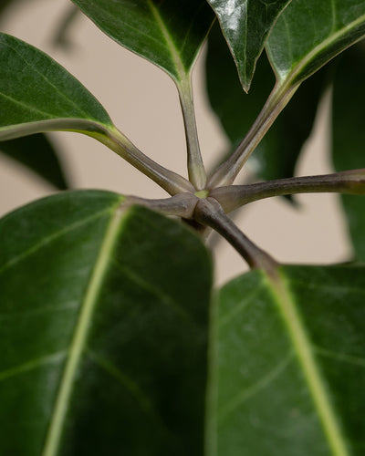 Nahaufnahme einer üppig grünen Schefflera amate-Pflanze mit glänzenden Blättern. Das Bild konzentriert sich auf die Stelle, an der mehrere Blätter auf einen zentralen Stiel treffen, und zeigt die komplizierten Details und Texturen des Laubes der Pflanze.