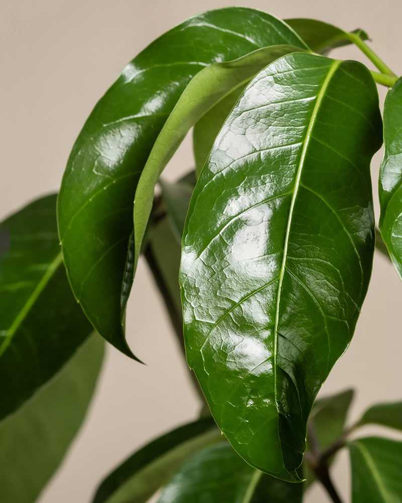 Nahaufnahme glänzender, grüner Blätter einer Schefflera amate mit beigem Hintergrund. Die Blätter sind breit und haben glatte, reflektierende Oberflächen. Die Schirmpflanze sieht gesund und lebendig aus.