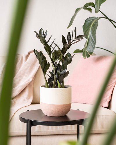 Eine Topfpflanze mit dunkelgrünen Blättern steht auf einem schwarzen Beistelltisch vor einem beigen Sofa. Das Sofa hat eine weiche rosafarbene Überwurfdecke und ein dazu passendes rosafarbenes Kissen. Grüne Blätter von einem anderen Keramik-Topfset „Variado“ (2 × 18, 2 × 14, 2 × 7) rahmen den Vordergrund leicht ein.