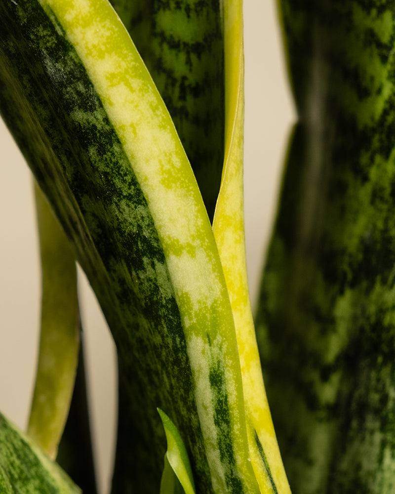 Eine Nahaufnahme der Schwiegermutterzunge mit dunkelgrünen Blättern, die aufwendig gemustert und hellgrün marmoriert sind. Einige Blätter sind gelb umrandet, was einen lebhaften Kontrast zur Pflanze bildet. Der Hintergrund hat einen sanften, neutralen Ton.