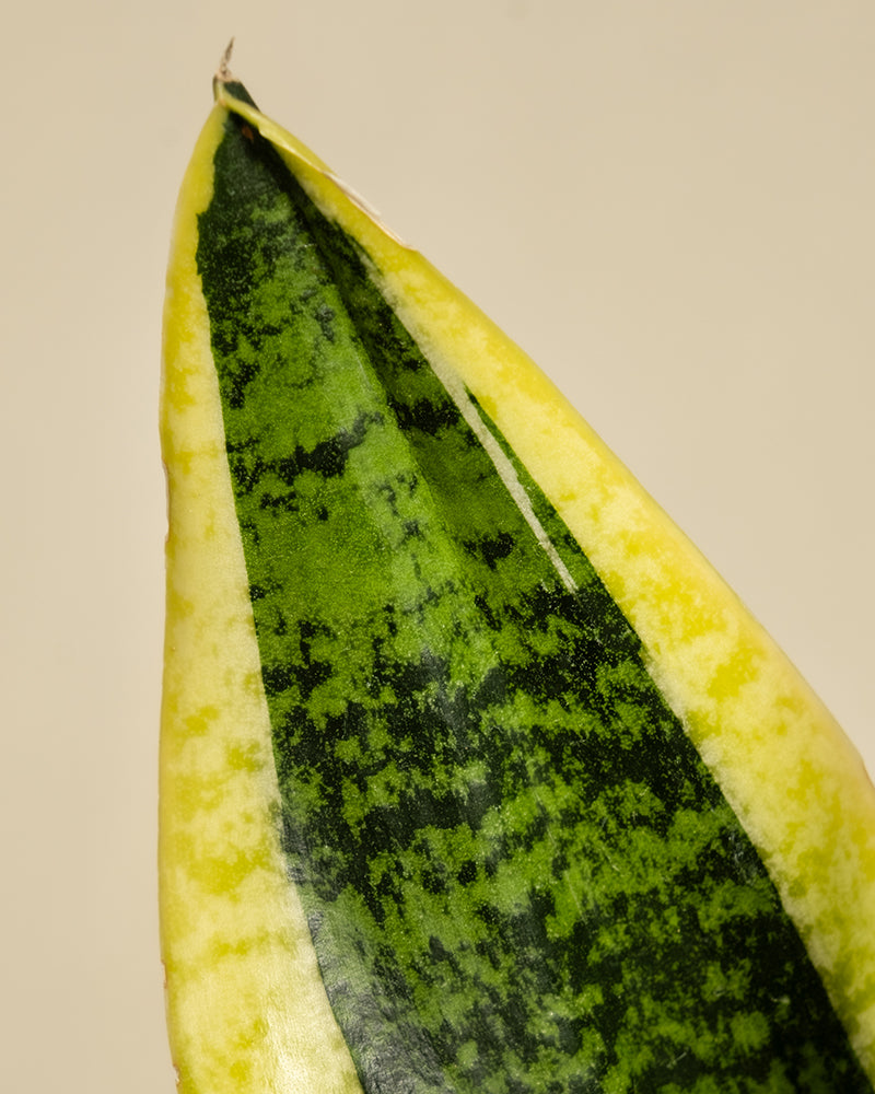 Nahaufnahme eines einzelnen länglichen, speerförmigen Blattes der Schwiegermutterzunge mit buntem Muster und einem dunkelgrünen Mittelstreifen, der von helleren Grüntönen umrandet und von gelben Rändern umrandet ist. Der Hintergrund ist hellbeige.