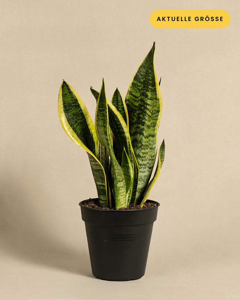 Eine Schwiegermutterzunge, allgemein als Sansevieria trifasciata 'Laurentii' oder Bogenhanf bezeichnet, steht in einem schwarzen Topf vor einem schlichten beigen Hintergrund. Die Pflanze hat hohe, aufrechte Blätter, die mit dunkelgrünen und hellgrünen Mustern geschmückt und mit gelben Rändern versehen sind. In der oberen rechten Ecke steht auf einem gelben Etikett „AKTUELLE GRÖSSE“.