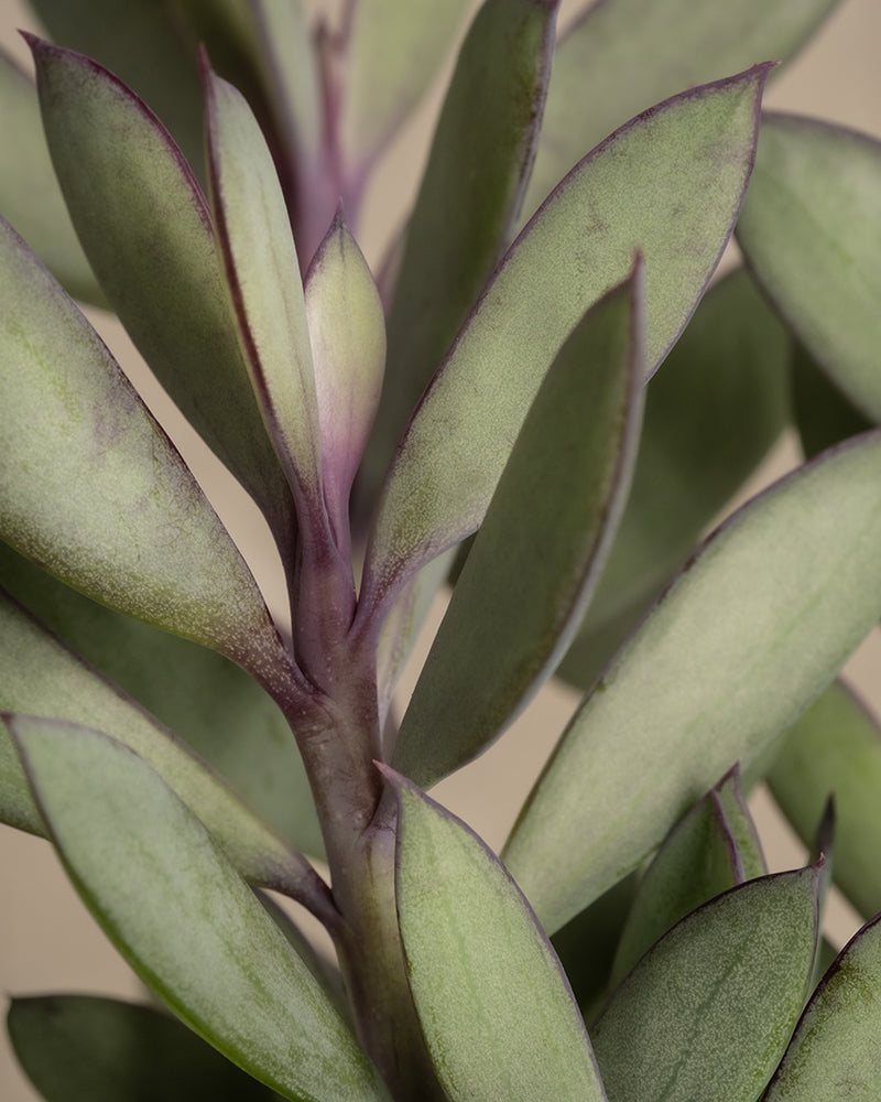 Senecio crassissimus