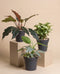 Das St. Galler Trio besteht aus drei einzigartigen Zimmerpflanzen, darunter ein kühner Philodendron, die auf beigen Sockeln mit hellen Kieselsteinen und schwarzen Töpfen präsentiert werden - ein elegantes Zimmerpflanzen-Arrangement vor einem beigen Hintergrund.