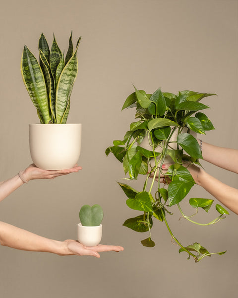 Drei Hände halten Topfpflanzen vor neutralem Hintergrund: links die Schwiegermutterzunge, in der Mitte ein kleiner Topf mit herzförmigem Blatt und rechts eine elegant herabhängende Efeutute. Das perfekte Starter-Set für alle Zimmergärtner-Anfänger!.