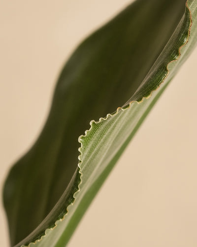 Strelitzia reginae