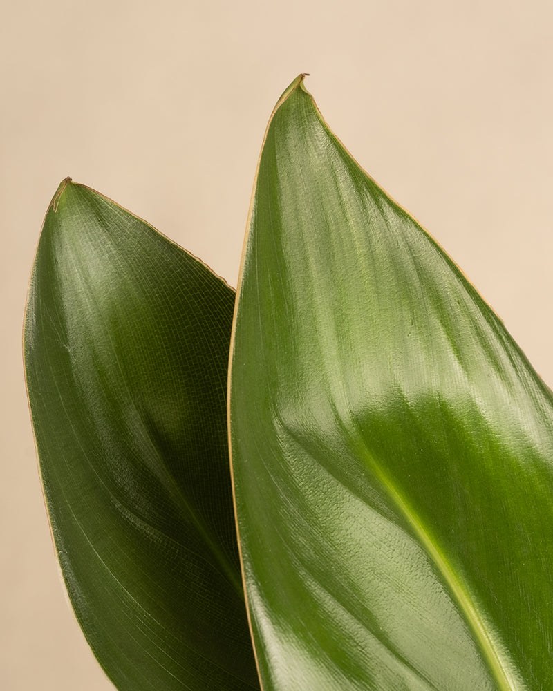 Strelitzia reginae