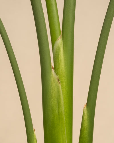 Strelitzia reginae