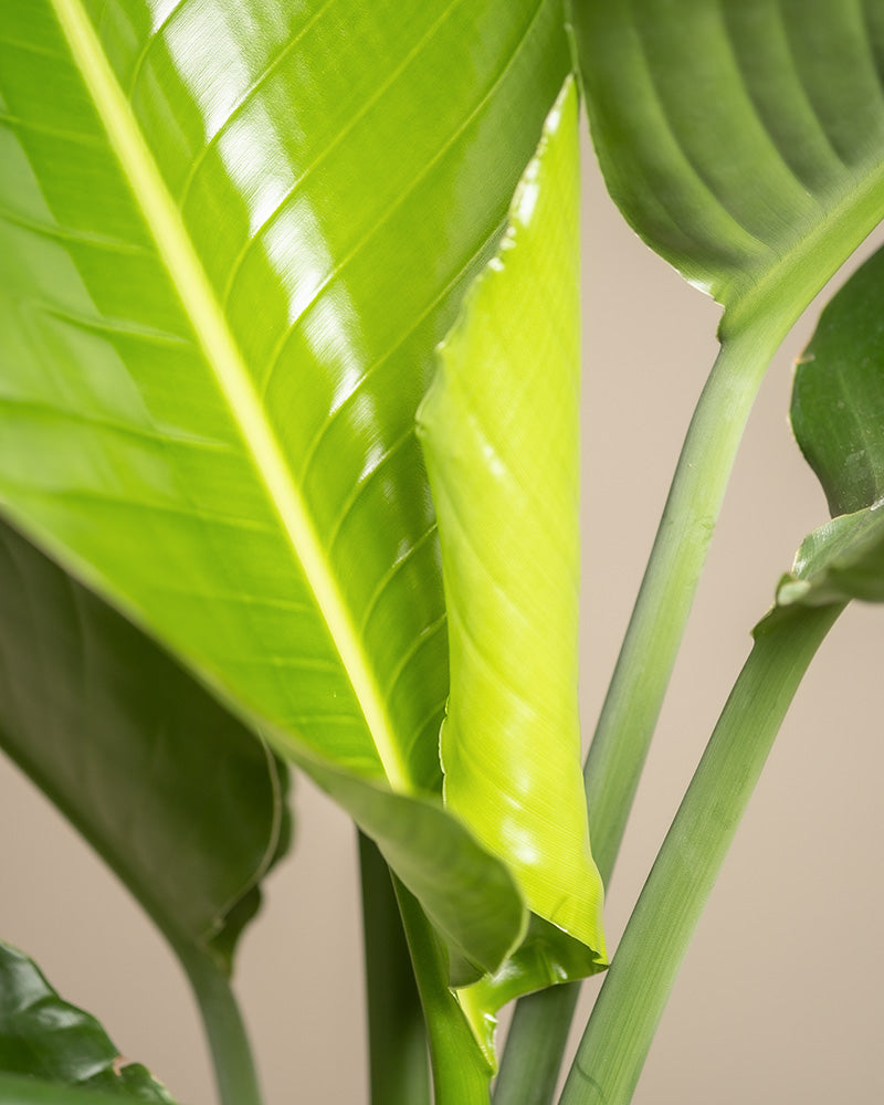 Nahaufnahme von hellgrünen Bananenblättern mit glatter, glänzender Oberfläche und detaillierten Adern. Das Bild fängt die frischen, lebendigen Texturen und natürlichen Muster der Blätter ein, vor einem neutralen Hintergrund, der ihre lebendige Farbe hervorhebt. Perfekt in Kombination mit einer Strelitzie XL für einen exotischen Touch.