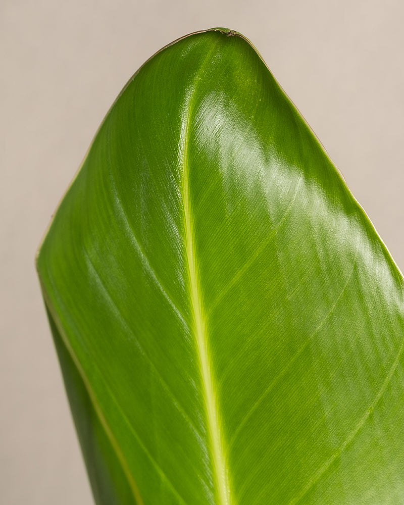 Eine Nahaufnahme eines einzelnen, leuchtend grünen Blattes einer Strelitzie mit ausgeprägten Blattadern. Die Blattoberfläche ist glatt und glänzend, mit einer spitzen Spitze und leicht gekräuselten Rändern. Der Hintergrund ist schlicht und hellbeige, wodurch das Strelitzieblatt wunderschön hervorsticht.