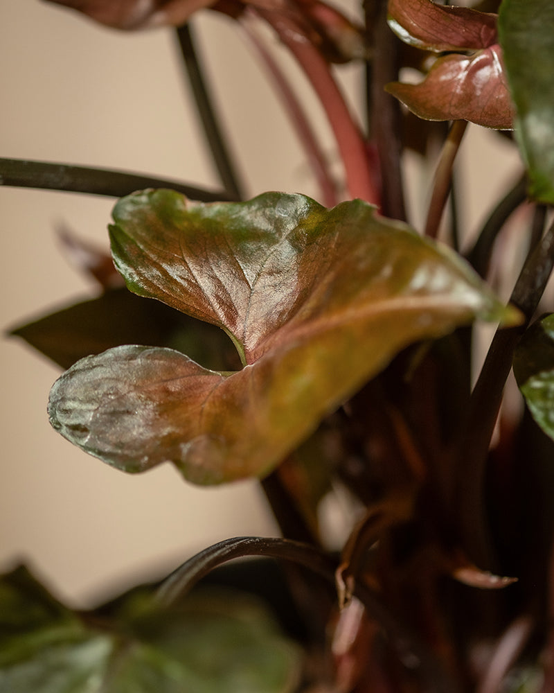 Nahaufnahme der Hydro • Syngonium Brocante-Pflanze mit großen, glänzenden Blättern in einer Mischung aus dunkelgrünen und rötlich-braunen Farbtönen. Die Blätter haben eine glatte, leicht gewellte Textur und die schlanken Stiele sind dunkel, was einen starken Kontrast zum Laub bildet.