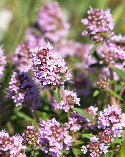 Eine Nahaufnahme blühender Thymianblüten mit kleinen, dicht gepackten, rosa-violetten Blütenblättern und grünen Blättern. Die Blüten stehen dicht beieinander und bilden ein lebendiges Bild in einer Umgebung, die wie eine natürliche Kräutersammlung aussieht.