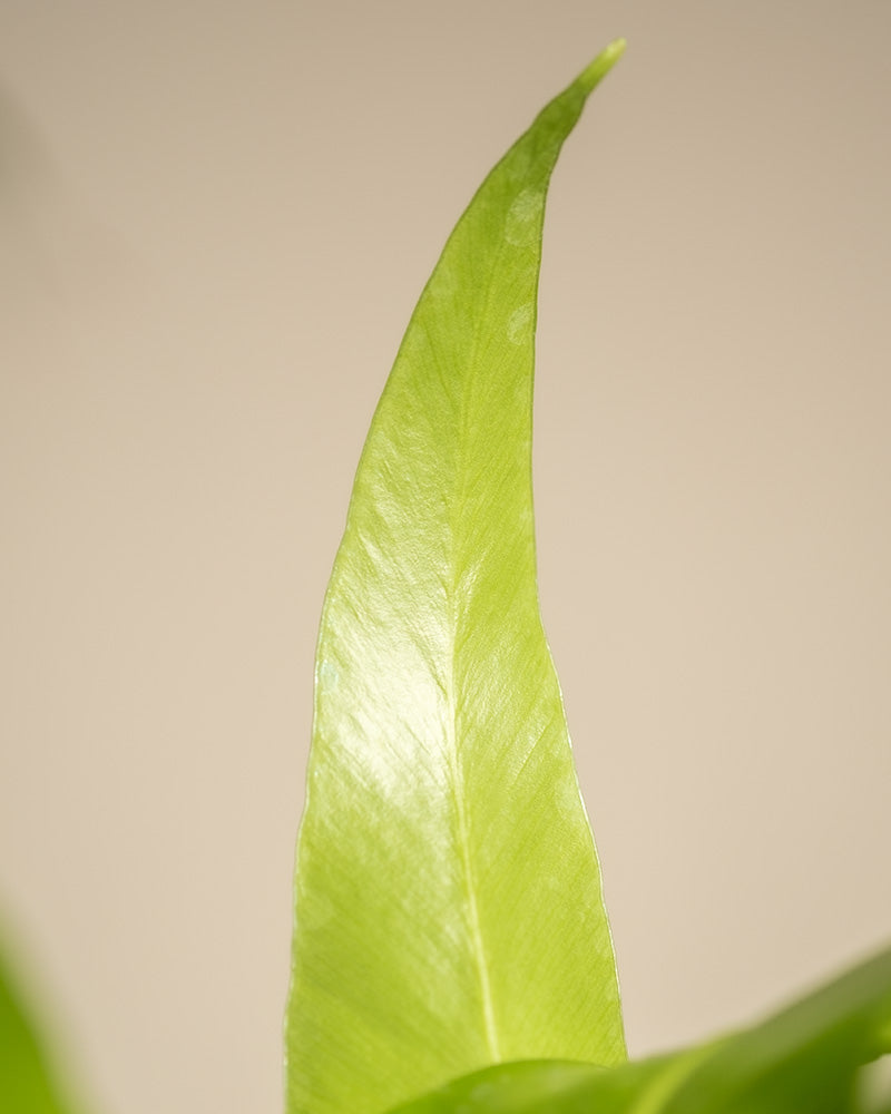 Nahaufnahme eines einzelnen hellgrünen Blattes vor neutralem Hintergrund. Das Blatt, möglicherweise aus einem Tierfreundliches Pflanzen-Set, ist schmal und spitz und hat eine glatte Oberfläche, die Licht reflektiert. Der Hintergrund ist unscharf, was die scharfen Details und die leuchtende Farbe des Blattes betont.