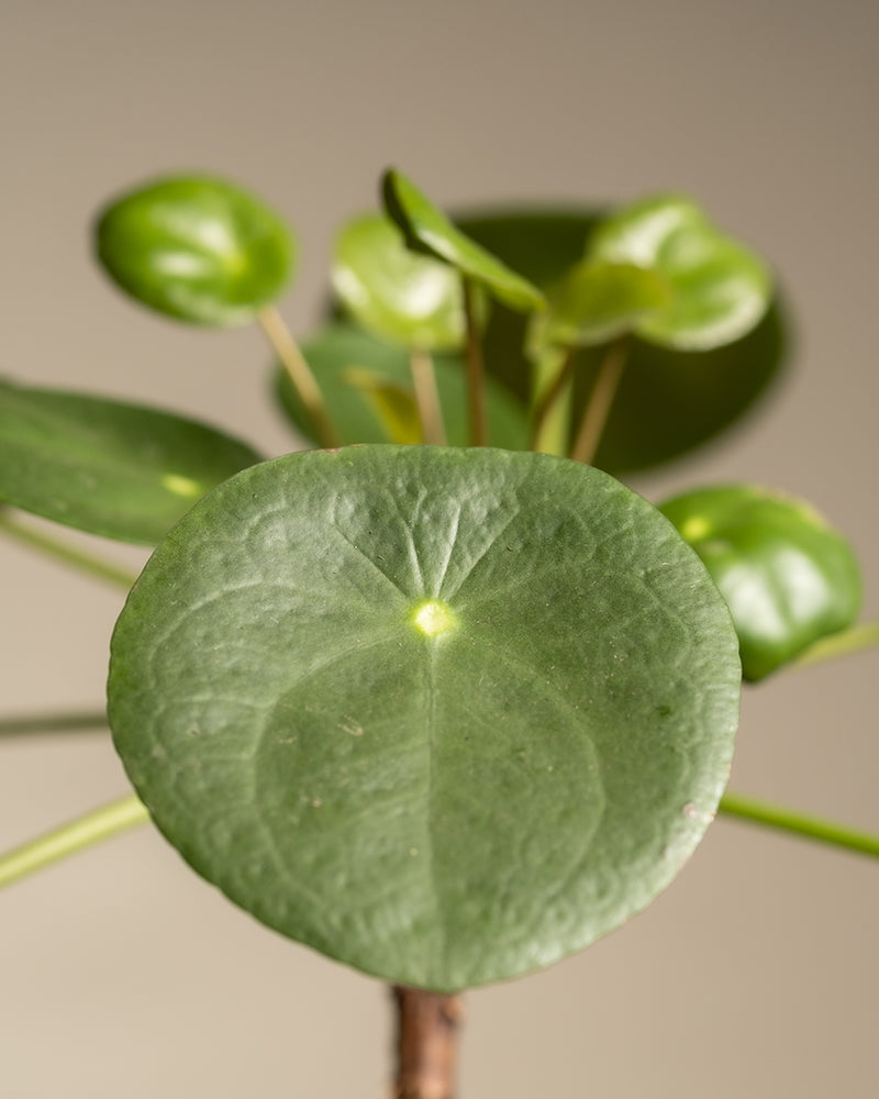 Nahaufnahme eines grünen, runden Blattes der Pilea peperomioides (chinesische Geldpflanze) von Balance Bundle, auch Ufopflanze genannt. Andere Blätter im Hintergrund sind leicht unscharf, wodurch die einzigartige runde Form und die markanten Adern der Pflanze vor einem neutralen Hintergrund hervorgehoben werden.