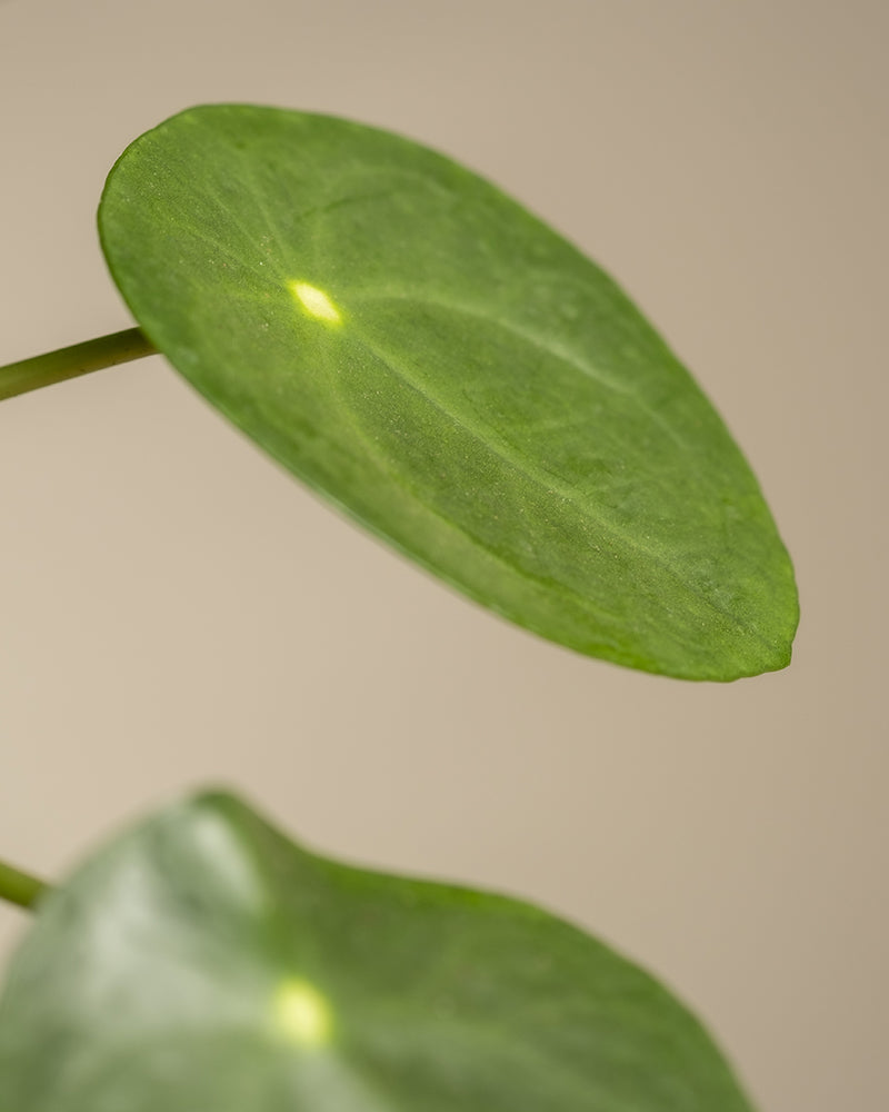 Nahaufnahme des Balance Bundles mit einer Pilea Peperomioides-Pflanze, auch bekannt als chinesische Geldpflanze oder Ufopflanze. Das Bild zeigt mehrere runde, hellgrüne Blätter mit glatter Textur und leicht glänzender Oberfläche vor einem beigen Hintergrund.