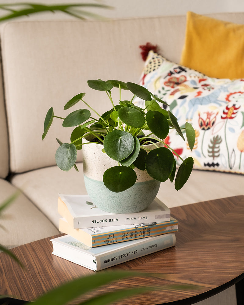 Ufopflanze auf einem Bücherstapel auf einem Tisch im Wohnzimmer