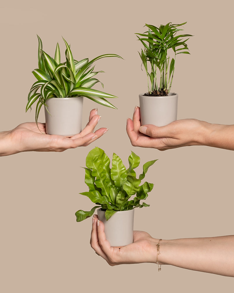 Drei Hände halten verschiedene Topfpflanzen vor einem schlichten beigen Hintergrund. Die obere linke Hand hält eine Grünlilie, die obere rechte Hand hält eine kleine Palme und die untere Hand hält einen Vogelnestfarn. Jeder Topf ist hellgrau und zylindrisch geformt. Sie sind alle Teil des Ungiftiges Babypflanzen-Trios, perfekt für Tierbesitzer.