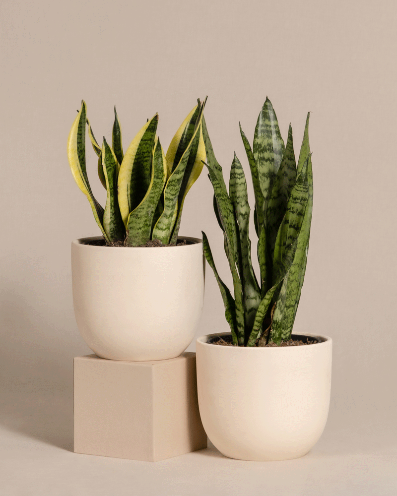 Zwei Unzerstörbares Duo in hellen Keramiktöpfen sind vor einem beigen Hintergrund zu sehen. Ein Topf steht auf einem rechteckigen beigen Block, wodurch er etwas höher steht als der andere. Die Pflanzen haben aufrechte, bunte grüne Blätter.