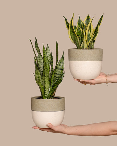 Zwei Hände halten Unzerstörbares Duo in modernen, zweifarbigen (creme- und grau) Töpfen vor einem schlichten beigen Hintergrund. Eine Hand hält eine einzelne Pflanze, während die andere zwei Pflanzen hält, die aus demselben Topf wachsen.