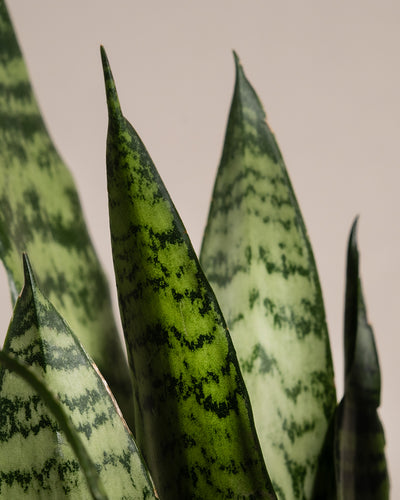 Nahaufnahme eines Unzerstörbaren Duos vor einem beigen Hintergrund. Die Pflanze hat längliche, spitze grüne Blätter mit dunkelgrünen Querstreifen und einer leicht glänzenden Textur. Einige der Blätter haben gekräuselte Spitzen und das Gesamtbild ist gesund und gepflegt.