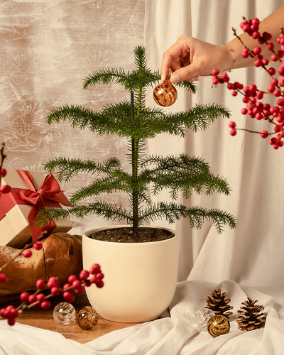 Eine Person schmückt einen kleinen *Weihnachtsbaum im Topf* in einem weißen Topf mit einer goldenen Kugel. Rote Beeren, Tannenzapfen und mit roten Bändern umwickelte Geschenkschachteln umgeben den Baum. Ein weißer Vorhang dient als Hintergrund.