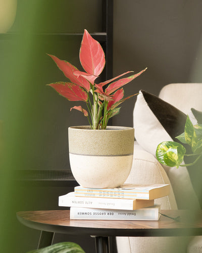 Eine leuchtend rosa und grüne Zimmerpflanze in einem Keramik-Topfset „Variado“ (18, 14) steht auf einem kleinen Holztisch. Auf dem Tisch liegt auch ein Stapel Bücher. Im Hintergrund ist teilweise ein weißer Sessel mit schwarzem Kissen zu sehen. Grüne Blätter rahmen die linke Seite des Bildes ein und verstärken den handgemachten Charme.