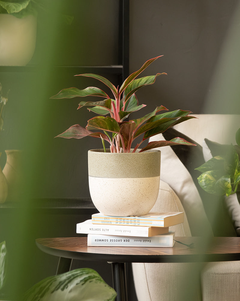 Eine leuchtende Zimmerpflanze mit grünen und rosa Blättern steht in einem cremefarbenen, strukturierten Keramiktopfset 'Variado' (2 × 16, 7), der auf zwei gestapelten Büchern auf einem Holztisch steht. Im Hintergrund sind ein beiger Stuhl und mehrere andere grüne Zimmerpflanzen zu sehen. Verschwommene grüne Blätter rahmen den Vordergrund ein.
