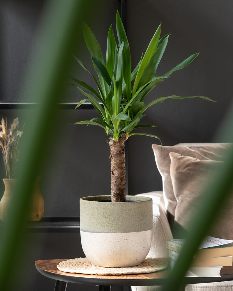 Eine große grüne Zimmerpflanze mit stacheligen Blättern in einem Keramik-Topfset 'Variado' (2 × 18, 2 × 14, 2 × 7) auf einem Holztisch. Im Hintergrund ist ein Teil eines beigen Sofas mit einem Stapel Bücher auf der Armlehne und einer kleinen Vase mit getrockneten Blumen zu sehen. Im Vordergrund sind verschwommene grüne Blätter von anderen Zimmerpflanzen zu sehen.