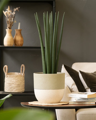 Eine große, grüne Sansevieria (Bogenhanf) in einem zweifarbigen beige-hellgrünen Keramik-Topfset „Variado“ (22, 16, 14) steht auf einem Tisch. Der Tisch ist mit einem gewebten Tischset, einigen Büchern und einem grünen Akzent geschmückt. Im Hintergrund sind ein beiges Sofa, schwarze Regale, Holzvasen und ein geflochtener Korb zu sehen.