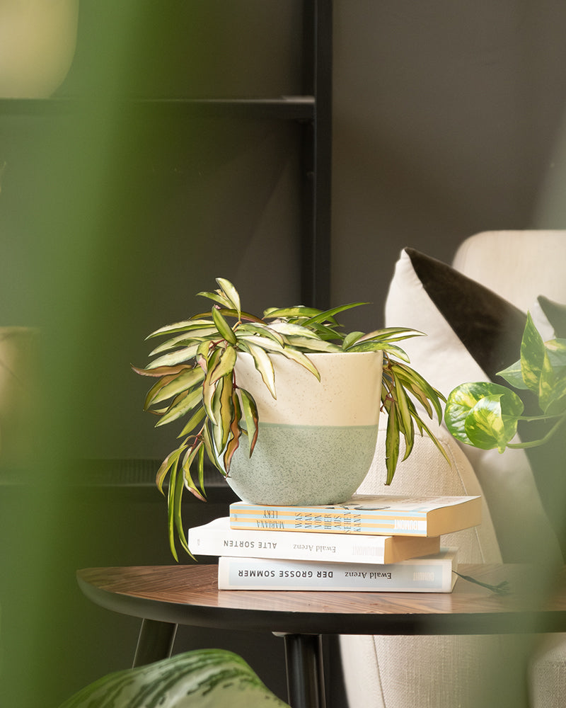 Eine Topfpflanze mit bunten Blättern, eingebettet in ein Keramik-Topfset „Variado“ (3 × 14), steht auf einem kleinen Bücherstapel auf einem runden Tisch. Im Hintergrund sind ein dunkles Regal und ein beiger Stuhl mit Kissen zu sehen, während grüne Blätter einer weiteren Zimmerpflanze den Vordergrund einrahmen. Der Bereich strahlt eine gemütliche, natürliche Atmosphäre aus.