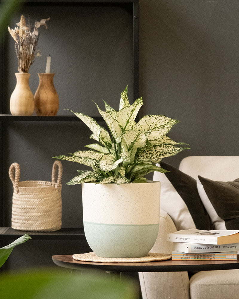 Eine grün-weiß panaschierte Topfpflanze aus dem fey Keramik-Topf (Variado | 22 cm ⌀) steht auf einem Holztisch in einem modernen Wohnzimmer. Dahinter befinden sich dekorative Vasen, Trockenpflanzen, ein Weidenkorb, eine beige Couch und gestapelte Bücher, alles vor einer dunklen Wand und schwarzen Regalen.