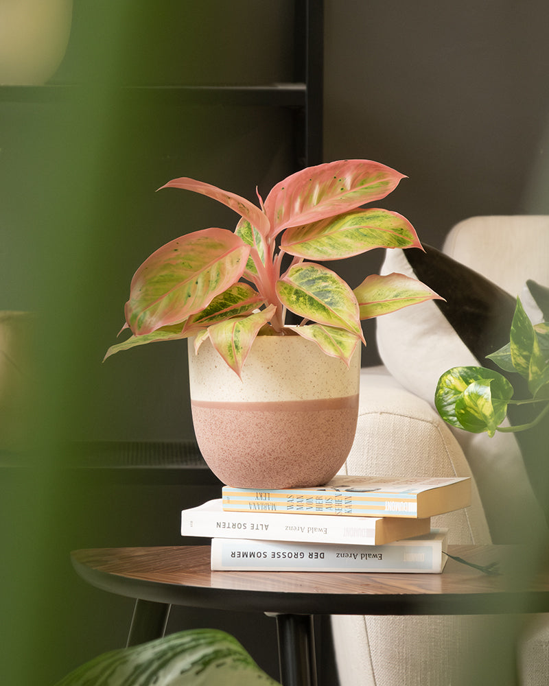 Eine Zimmerpflanze im Topf mit rosa und grünen Blättern steht auf einem Stapel Bücher auf einem Holztisch. Das Keramik-Topfset „Variado“ (22, 16, 14) ist beige und braun. Der Hintergrund zeigt verschwommene grüne Blätter, einen beigen Stuhl und eine dunkelgraue Wand. Die Szene strahlt eine gemütliche und heitere Raumatmosphäre aus.