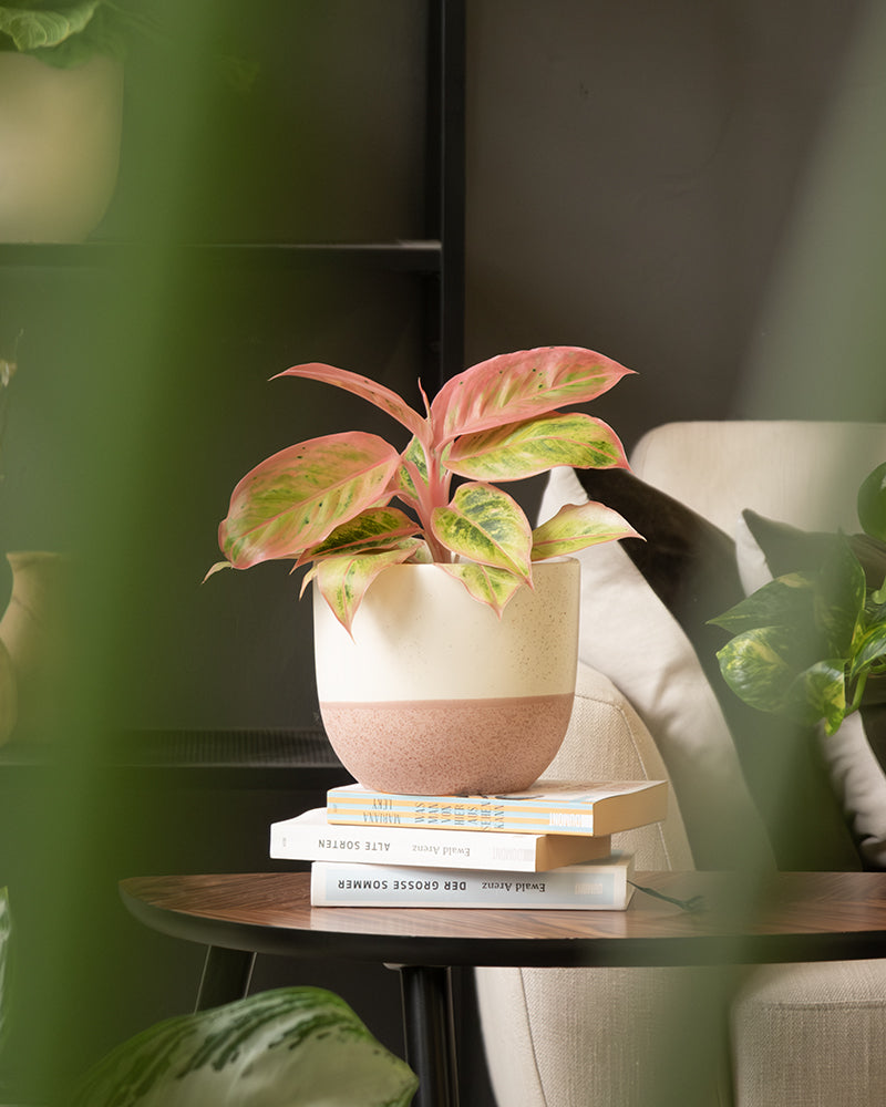 Eine Topfpflanze mit leuchtend grünen und rosa Blättern steht auf einem Stapel Bücher auf einem Holztisch. Der Hintergrund besteht aus einem beigen Stuhl, üppigen grünen Zimmerpflanzen im Keramik-Topfset „Variado“ (2 × 16, 7) und verschwommenem Grün im Vordergrund, wodurch eine gemütliche und natürliche Innenatmosphäre entsteht.