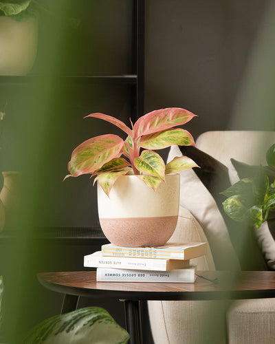 Eine Topfpflanze mit leuchtend rosa und grünen Blättern steht auf einem Stapel Bücher auf einem Holztisch. Die Szene spielt in einem gemütlichen Innenraum, der mit dem Keramik-Topfset „Variado“ (18, 16) dekoriert ist, und ein beiger Stuhl im Hintergrund wird teilweise von unscharfen Blättern im Vordergrund verdeckt.