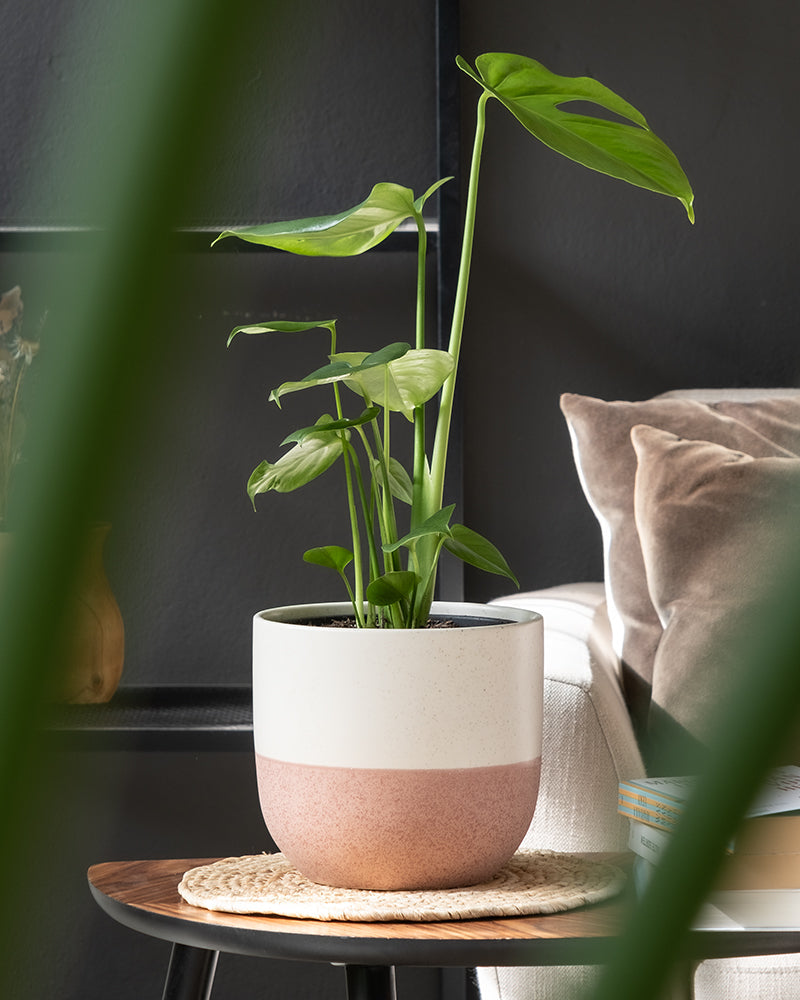 Eine gesunde grüne Zimmerpflanze mit großen Blättern sitzt in einem modernen Keramik-Topfset 'Variado' (18, 16), das oben weiß und unten rosa ist. Der Topf steht auf einem kleinen runden Tisch mit einer gewebten Unterlage darunter. Im Hintergrund steht ein Sofa mit einem beigen Kissen.