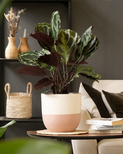 Eine Topfpflanze mit großen, bunten grünen und violetten Blättern steht auf einem Holztisch in einem modernen Wohnzimmer. Der Topf ist beige und rosa und gehört zum farbenfrohen Keramik-Topf (Variado | 22 cm ⌀). Im Hintergrund stehen Holzvasen auf Regalen, ein Weidenkorb und ein Stapel Bücher auf einem Sofa.