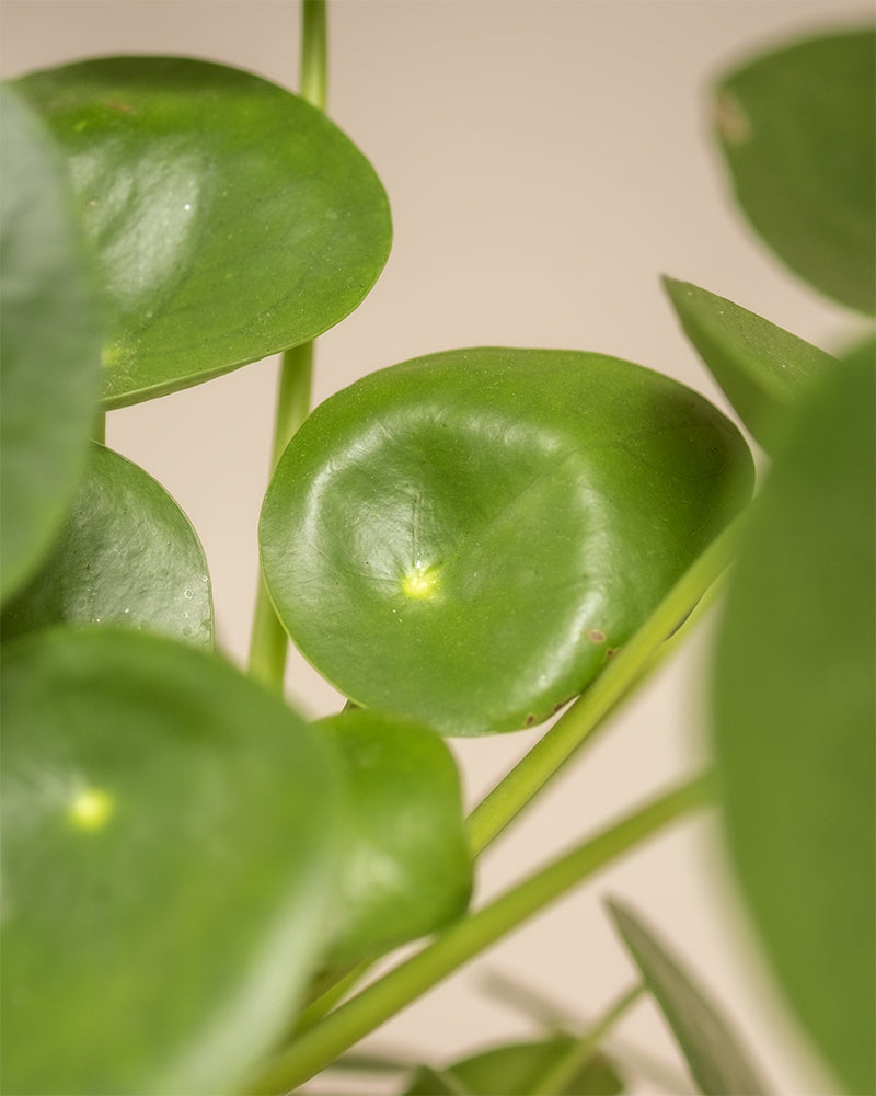 Nahaufnahme eines kleinen tierfreundlichen Pflanzensets, auch bekannt als chinesische Geldpflanze oder Ufopflanze. Die Pflanze hat runde, pfannkuchenförmige Blätter mit einer glatten, glänzenden Textur und einer kleinen, zentralen Einkerbung. Der neutrale Hintergrund betont die leuchtend grünen Blätter.
