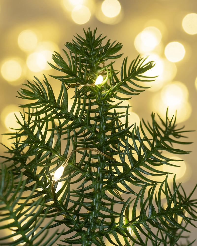 Nahaufnahme eines kleinen, grünen Tannenzweigs, geschmückt mit einer winzigen gelben Lichterkette vor einem weichen Bokeh-Hintergrund mit warmen, goldenen Farbtönen. Die verschwommenen Lichter schaffen eine festliche, gemütliche Atmosphäre, perfekt für die Weihnachtsdekoration.