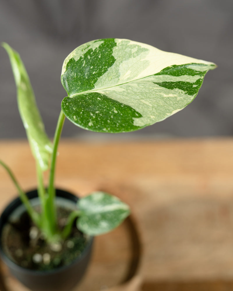 Eine Nahaufnahme einer bunten Monstera deliciosa 'Thai Constellation' Babypflanze in einem schwarzen Topf, die ihr charakteristisches, mehrfarbiges Blatt zur Schau stellt. Die Monstera deliciosa 'Thai Constellation' Babypflanze hat auffällige grün-weiße Muster. Der Hintergrund ist verschwommen, was die Aufmerksamkeit auf das einzigartige Laub der Pflanze lenkt.