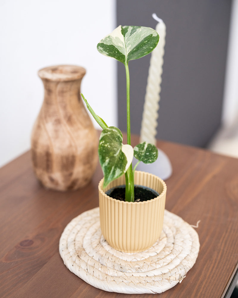 Eine kleine eingetopfte Monstera deliciosa 'Thai Constellation' Babypflanze mit bunten grünen und weißen Blättern steht auf einer geflochtenen Matte auf einem Holztisch. Daneben stehen eine Holzvase und eine hohe, gedrehte Kerze. Der Hintergrund ist leicht unscharf, wodurch die Pflanze als Blickfang hervorgehoben wird.