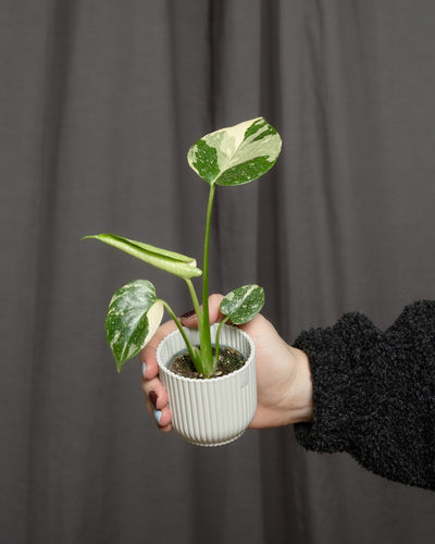 Eine Hand in einem dunklen Pullover hält einen weißen gerippten Topf mit einer Monstera deliciosa 'Thai Constellation' Babypflanze mit grünen und weißen Blättern. Dieses atemberaubende Arrangement ist ideal für den Pflanzenanfänger und sticht vor dem dunkelgrauen Vorhang im Hintergrund hervor.