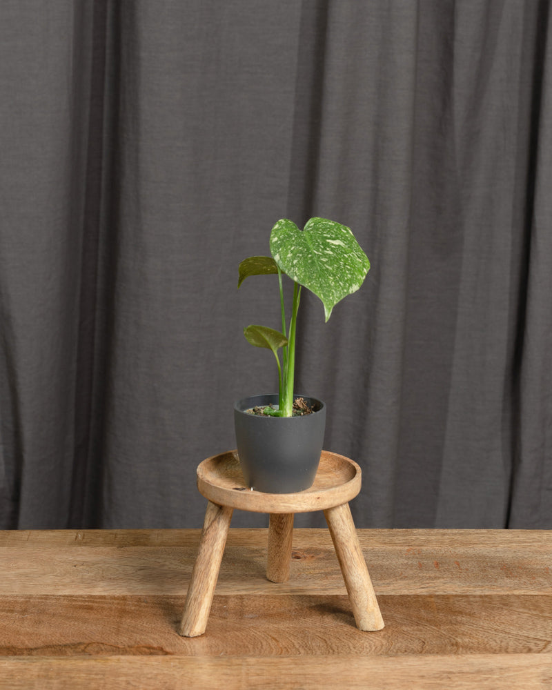 Eine kleine eingetopfte Monstera deliciosa 'Thai Constellation' Babypflanze mit grünen, bunten Blättern steht auf einem dreibeinigen Holzhocker. Der Hocker steht auf einem Holztisch mit einem dunkelgrauen Vorhang im Hintergrund. Perfekt für jeden Pflanzenanfänger, der seinem Raum etwas Grün verleihen möchte.