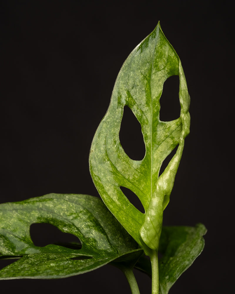 Nahaufnahme einer Monstera adansonii 'Mint' Babypflanze vor dunklem Hintergrund. Sie zeigt ihre charakteristischen grünen Blätter mit natürlichen Löchern und Fenstern. Die Blattspreiten weisen eine marmorierte Textur und ein kompliziertes Muster auf, das typisch für diese tropische Pflanzenart ist.