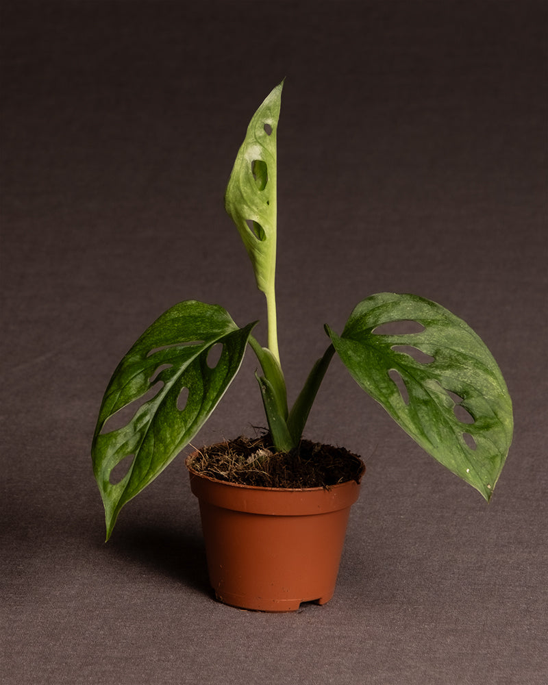 Eine kleine Topfpflanze mit drei grünen Blättern mit charakteristischen Löchern, typisch für die Babypflanzenart Monstera adansonii 'Mint'. Die Pflanze steht in einem braunen Plastiktopf auf einem dunklen, neutralen Hintergrund und erfordert nur minimale Pflanzenpflege.